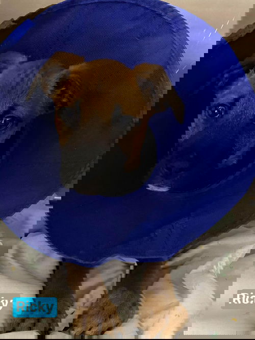 Ricky (SC)
