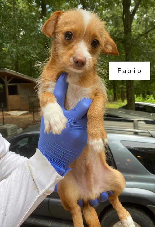 Fabio (AL)