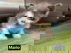 Mario (SC)
