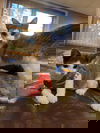 Mario (SC)