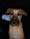 adoptable Dog in  named Talbot (AL)