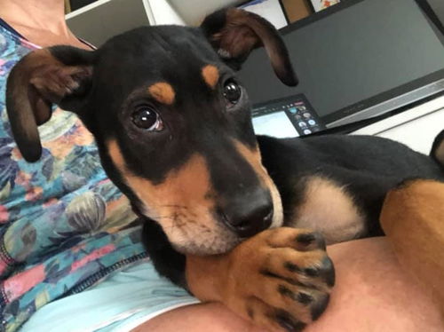 Oscar (GA)