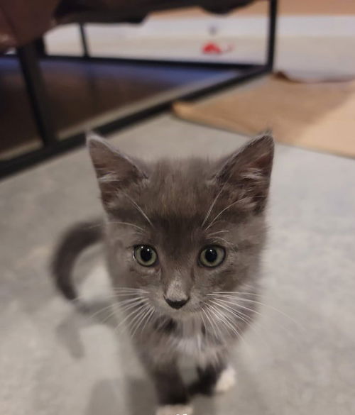 Gracie (SC)