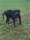 adoptable Dog in york, NE named Constance (TX)