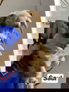 Saul (NC)