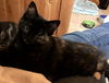 Scarlett (NY)