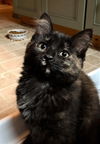 Scarlett (NY)