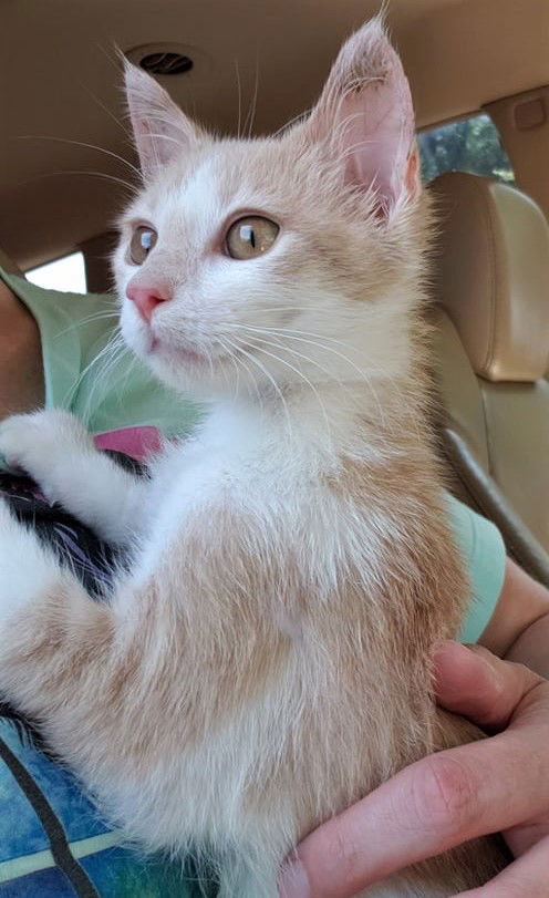 Sasha (NC)