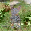 Alexis (TX)
