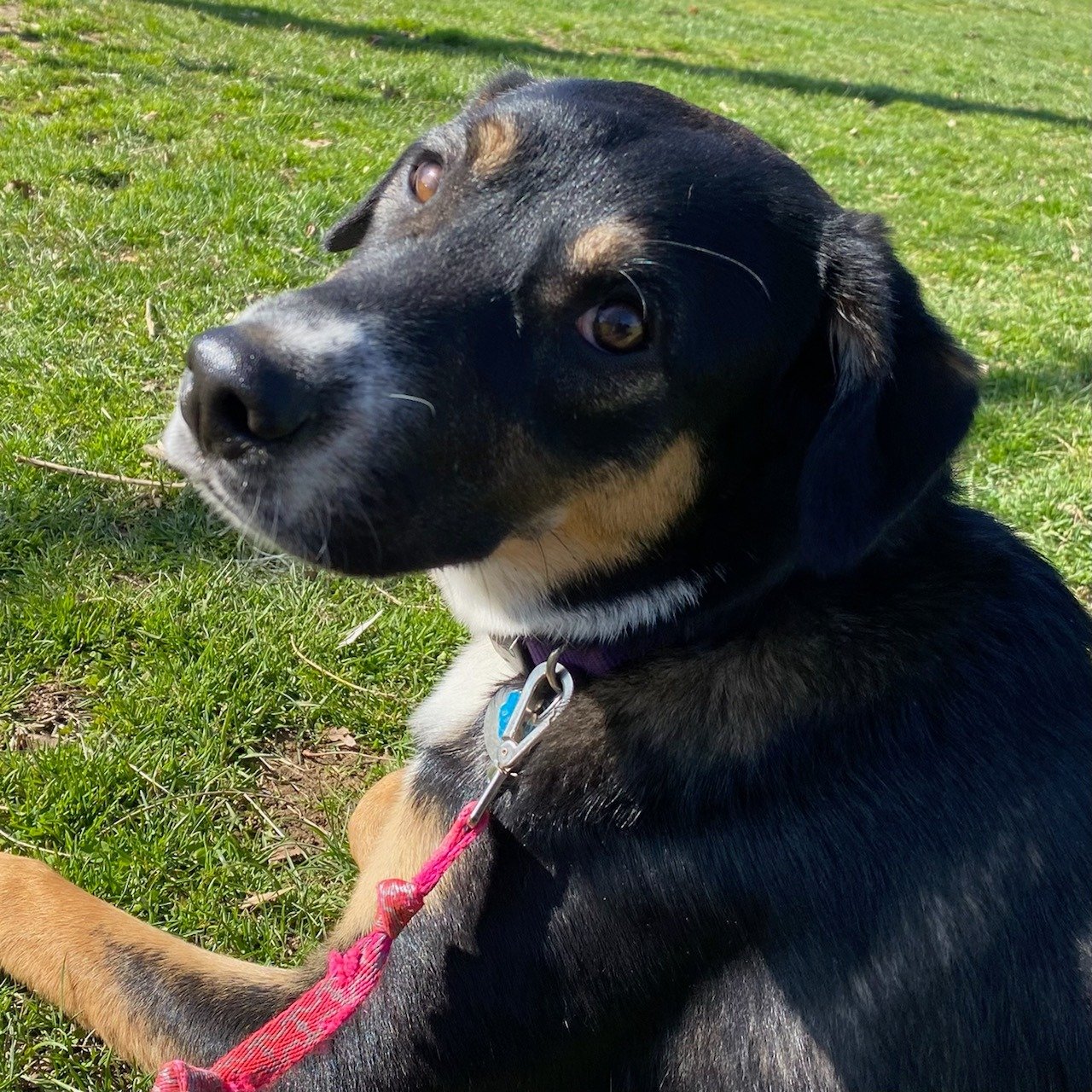 adoptable Dog in New York, NY named Mercury (AL)