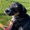 adoptable Dog in  named Mercury (AL)