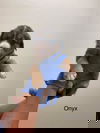 Onyx (AL)