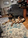 adoptable Dog in york, NE named Cyrus (TX)