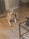 adoptable Dog in  named Alex (GA)