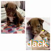 Jack (TX2)