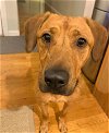 adoptable Dog in york, NE named Zeke (NC)