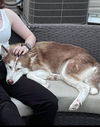 Loki (TX)