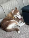 Loki (TX)