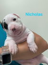 Nicholas (AL)