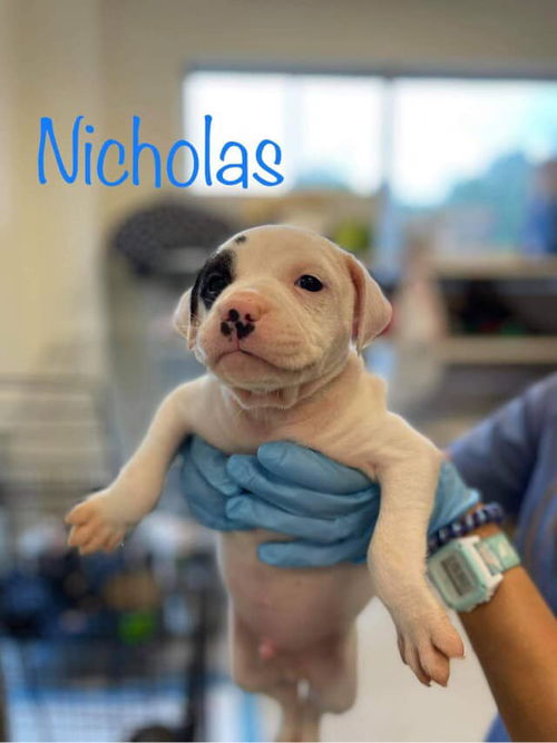 Nicholas (AL)