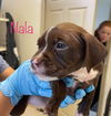 Nala (AL)