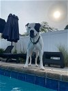 adoptable Dog in new york, ny, NY named Beau (SC)