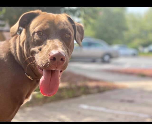 adoptable Dog in New York, NY named Kona (GA)