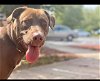 adoptable Dog in  named Kona (GA)