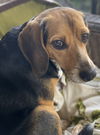 Penny (SC)