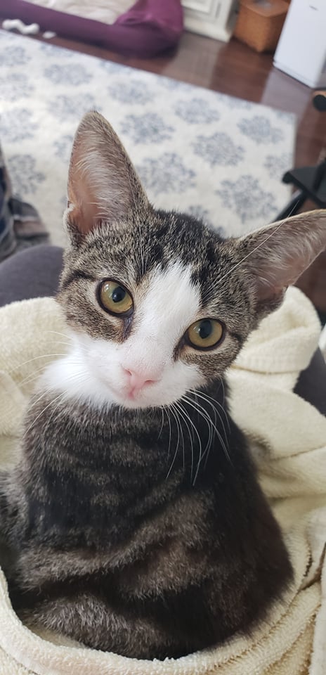 Daisy (NJ)