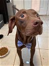 adoptable Dog in , NY named Garth Brooks (TX)