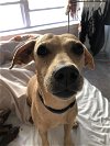 adoptable Dog in , NY named Dolly (TX)