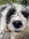 Linus (AL)
