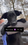 Marissa (AL)