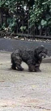 Leo (NY)