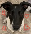 adoptable Dog in  named Fletcher (GA)