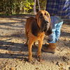Goliath (SC)