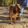 Goliath (SC)