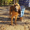 Goliath (SC)