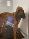 Goliath (SC)