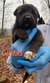 Gimbel (GA)