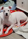 Jelly Belly (NC)