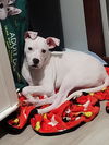 Jelly Belly (NC)