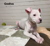 Godiva (NC)