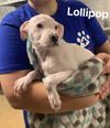 Lollipop (NC)