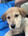 Oliver (AL)