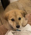 Oliver (AL)
