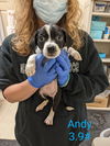 Andy (AL)