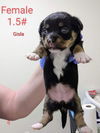 Gisla (AL)