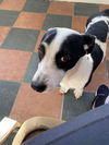 Albie (TX)